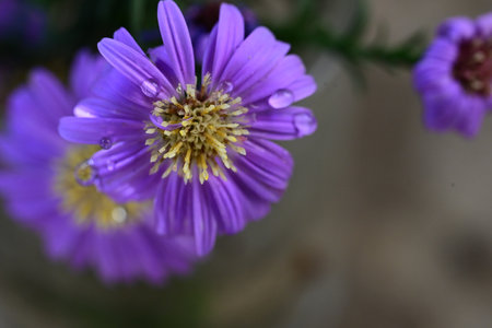 Purple flowers in a pot on a dark background close-upの写真素材