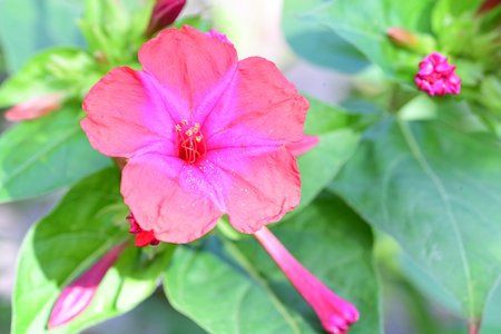 Beautiful red flower of Mirabilis jalapa in the gardenの写真素材