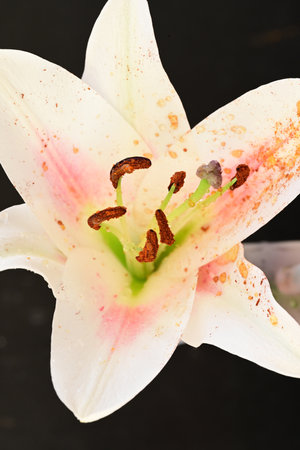beautiful lily flower on a black background close-up macroの写真素材