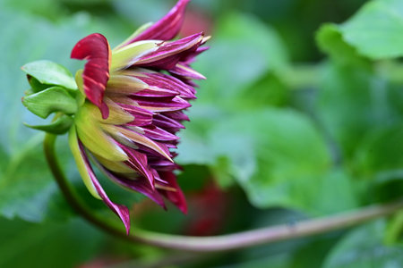 Dahlia flower in the garden, closeup of a flowerの写真素材