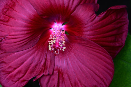 Hibiscus flower on black background. Shallow depth of field.の写真素材