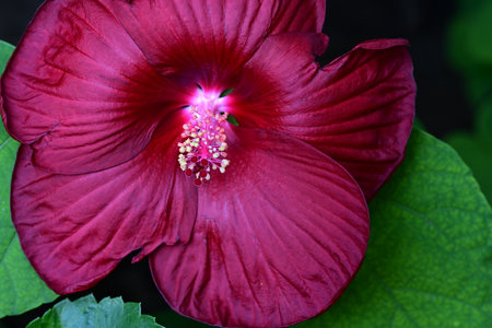 Hibiscus flower in the garden, closeup of photoの写真素材