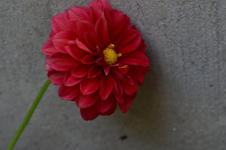Red dahlia flower on gray concrete wall background, stock photoの写真素材