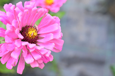 Pink zinnia flower in the garden with copy space for textの写真素材