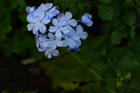 Blue flowers of Cape leadwort (Plumbago auriculata)の写真素材