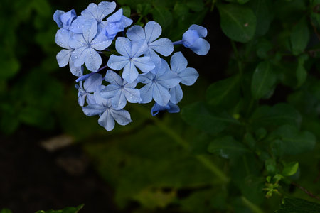 Hydrangea macrophylla (Plumbago auriculata)の写真素材