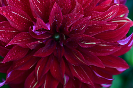 Red dahlia with water drops on petals close-upの写真素材