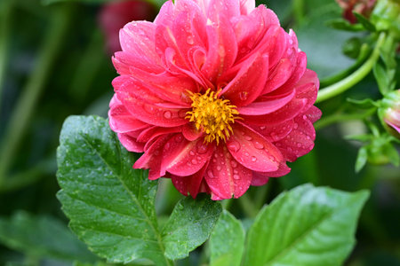 Dahlia flower with rain drops on the petals in the gardenの写真素材