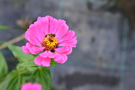 pink zinnia flower with bee in the garden, stock photoの写真素材