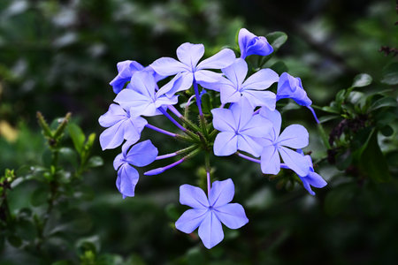 Plumbago auriculata, Cape leadwort, Plumbago auriculataの写真素材