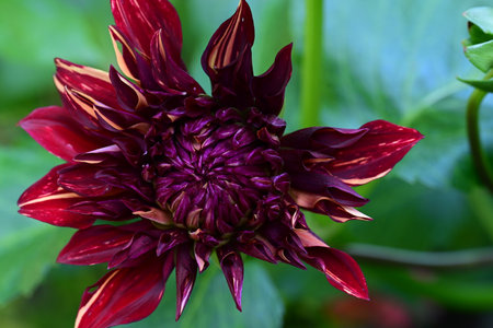 dahlia very nice colorful garden flower close up in the sunshineの写真素材