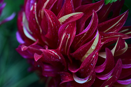 Close-up of dahlia flower with dew drops.の写真素材