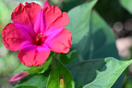 Red flower of Mirabilis jalapa in the garden.の写真素材