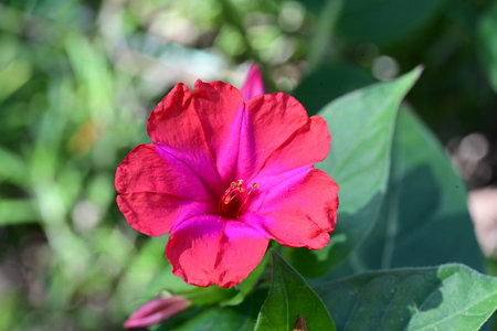 Red flower of Mirabilis jalapa in the garden.の写真素材
