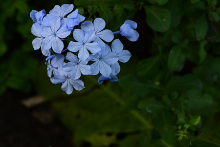 Plumbago auriculata or Cape leadwort flowerの写真素材