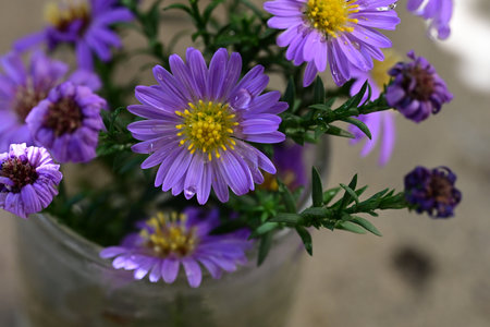 Purple asters in a glass vase on a wooden backgroundの写真素材