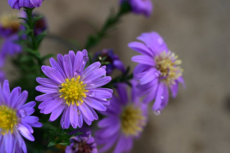 Purple aster flowers with water drops on a brown background close upの写真素材