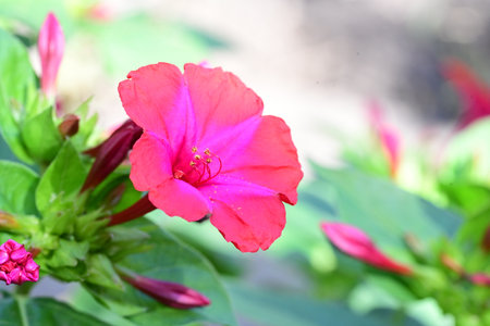 Red flower of Mirabilis jalapa in the garden.の写真素材