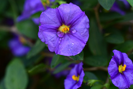 Purple flowers with water drops on petals and green leaves.の写真素材