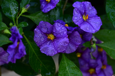 Beautiful purple flowers with raindrops on the petals and green leavesの写真素材