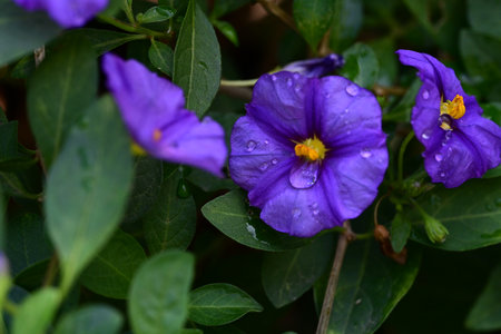 Purple flowers with raindrops on green leaves in the garden.の写真素材