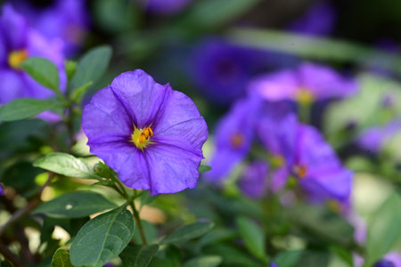 Purple flowers in the garden on a sunny day. Selective focus.の写真素材
