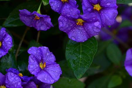 Purple flowers with water drops on the petals and green leavesの写真素材