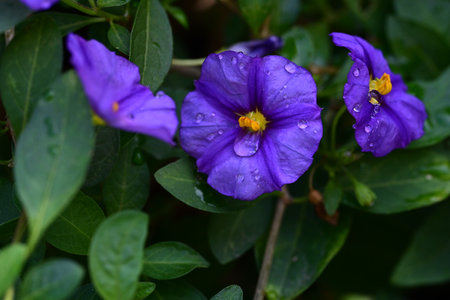 Beautiful purple flower in the garden with rain drops on it.の写真素材