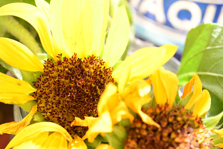 Sunflower in the garden. Close up of sunflowers.の写真素材