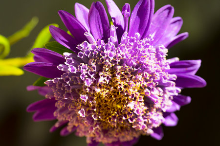 Close up of a purple aster flower. Shallow depth of field.の写真素材