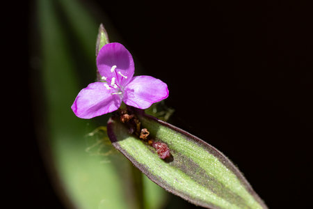 Close up of a purple flower on a green leaf with black backgroundの写真素材