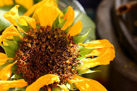 Sunflowers in the sunflower market, closeup of a flowerの写真素材