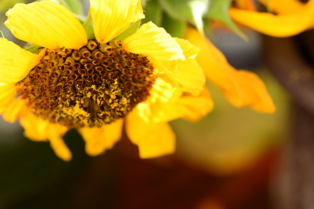 Sunflower close-up on a blurred background. Shallow depth of fieldの写真素材