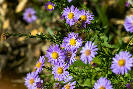 Aster flowers in the garden on a sunny day. Selective focus.の写真素材