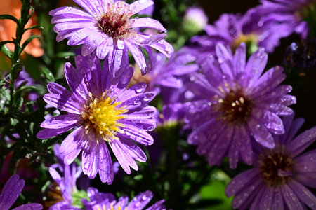 Purple aster flowers in the garden. Selective focus, shallow depth of field.の写真素材