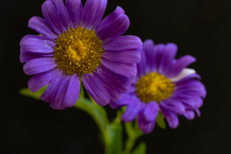 Purple daisies on a black background, close-upの写真素材