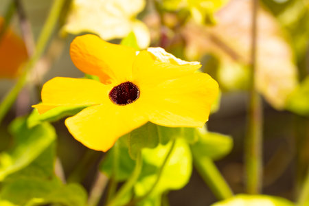 Close up of a yellow flower in the garden. Shallow depth of fieldの写真素材