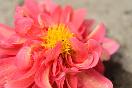 Pink dahlia flower with water drops, closeup of photoの写真素材