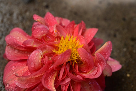 Dahlia flower with water drops on petals, closeupの写真素材