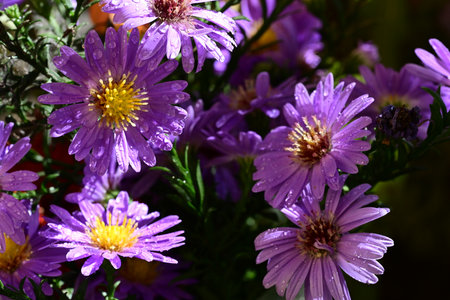 purple flowers in the garden on a sunny day close-upの写真素材