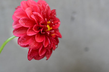 Beautiful red dahlia flower with water drops on petalsの写真素材