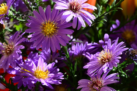 Bouquet of purple aster flowers close up. Selective focus.の写真素材