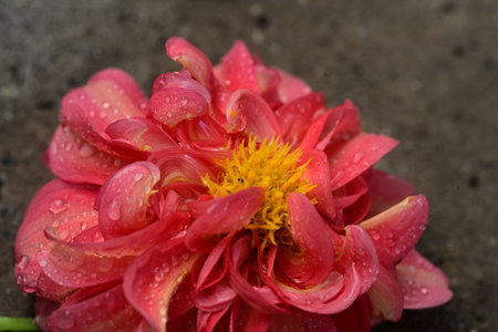 Pink dahlia flower with water drops on the petals.の写真素材