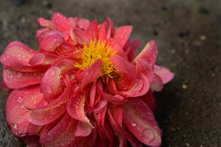 Dahlia flower with water drops on the petals after rainの写真素材