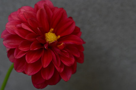 Red dahlia flower isolated on gray background. Closeup.の写真素材