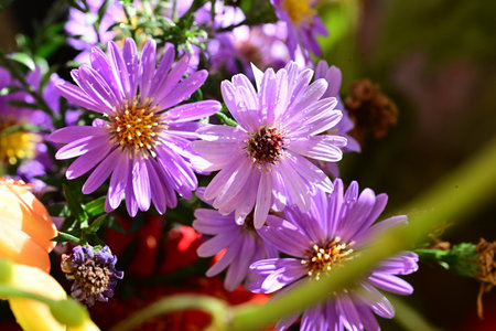 bouquet of purple flowers in the vase, shallow depth of fieldの写真素材