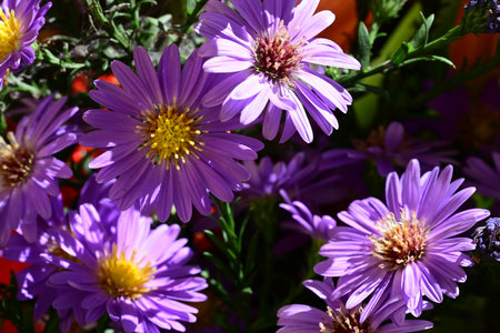 Purple daisies in a vase in a flower shopの写真素材