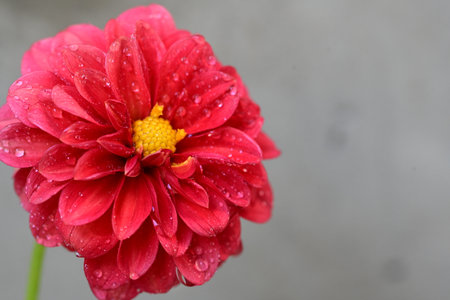 Red dahlia flower with water drops on the petals.の写真素材