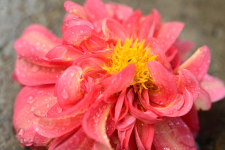 Beautiful pink dahlia flower with drops of water after rainの写真素材