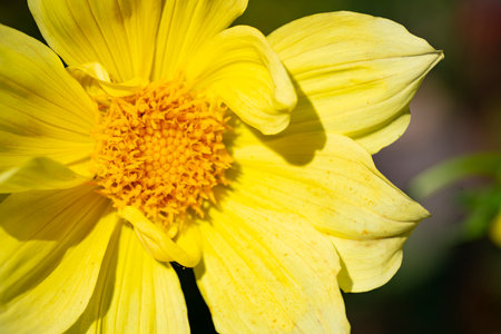 Close up of yellow dahlia flower in garden, selective focusの写真素材